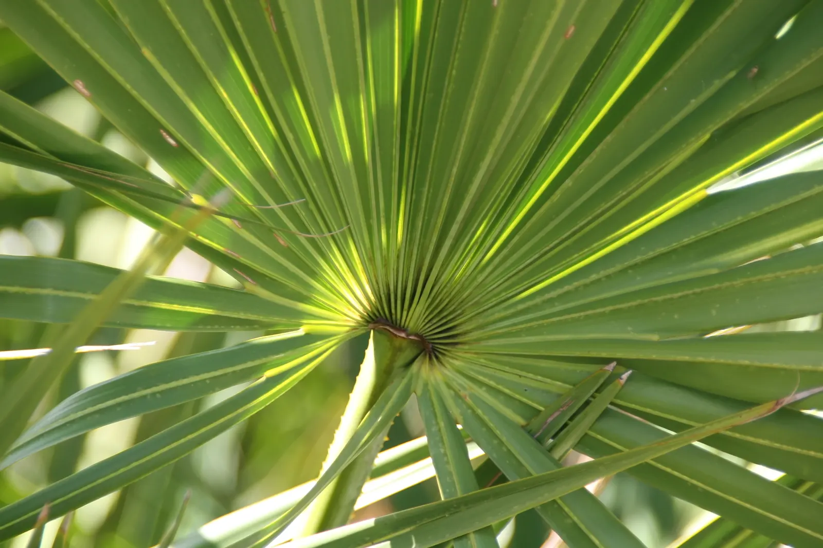 Saw Palmetto (Serenoa Repens 'Silver Form') — This plant also offers ecological value, image 60