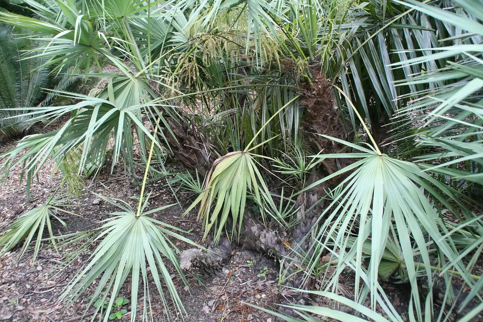 Saw Palmetto (Serenoa Repens 'Silver Form') — This hardy and versatile plant adds a touch of silvery-blue elegance to any landscape design; this, image 51