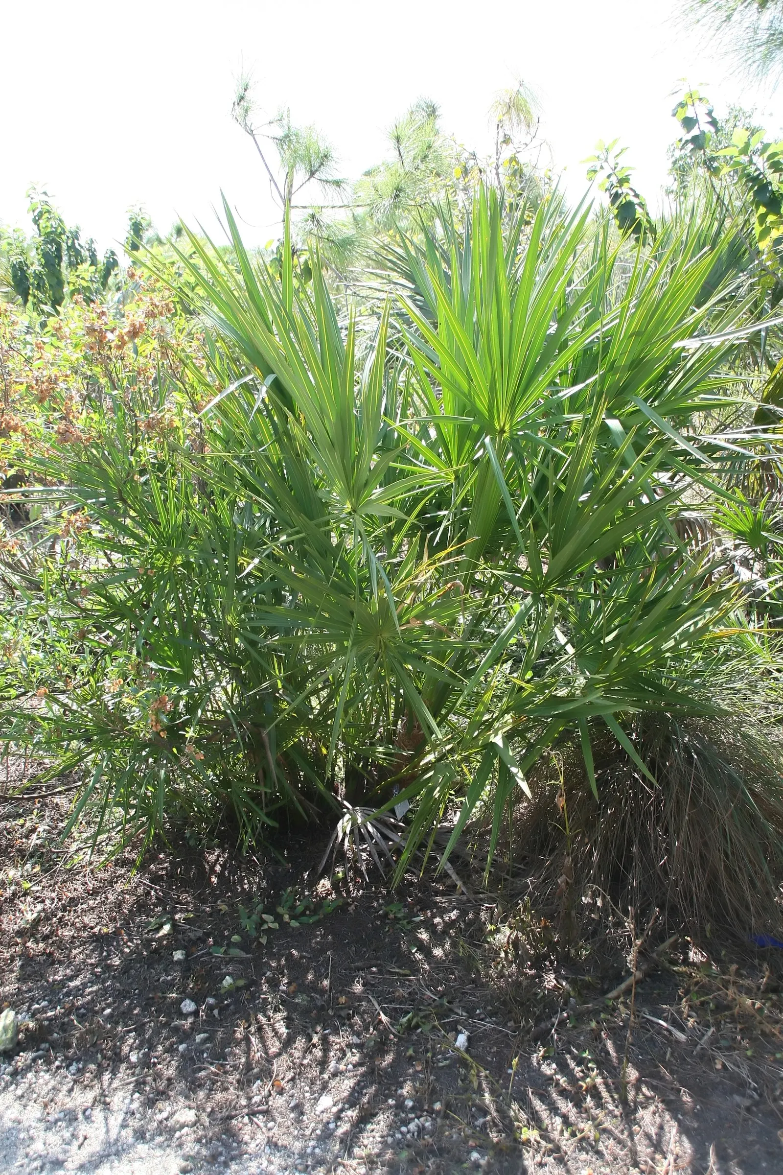 Saw Palmetto (Serenoa Repens 'Silver Form') — Blooms attract pollinators and wildlife; this plant also offers ecological value, image 48