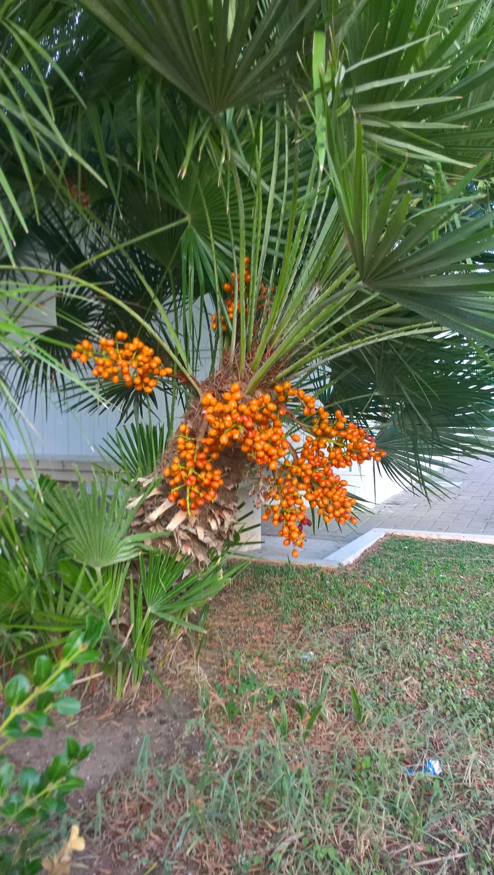 Saw Palmetto (Serenoa Repens 'Silver Form') — commonly referred to as the Silver Saw Palmetto; perfect for xeriscaping, it thrives in well-draining, image 49