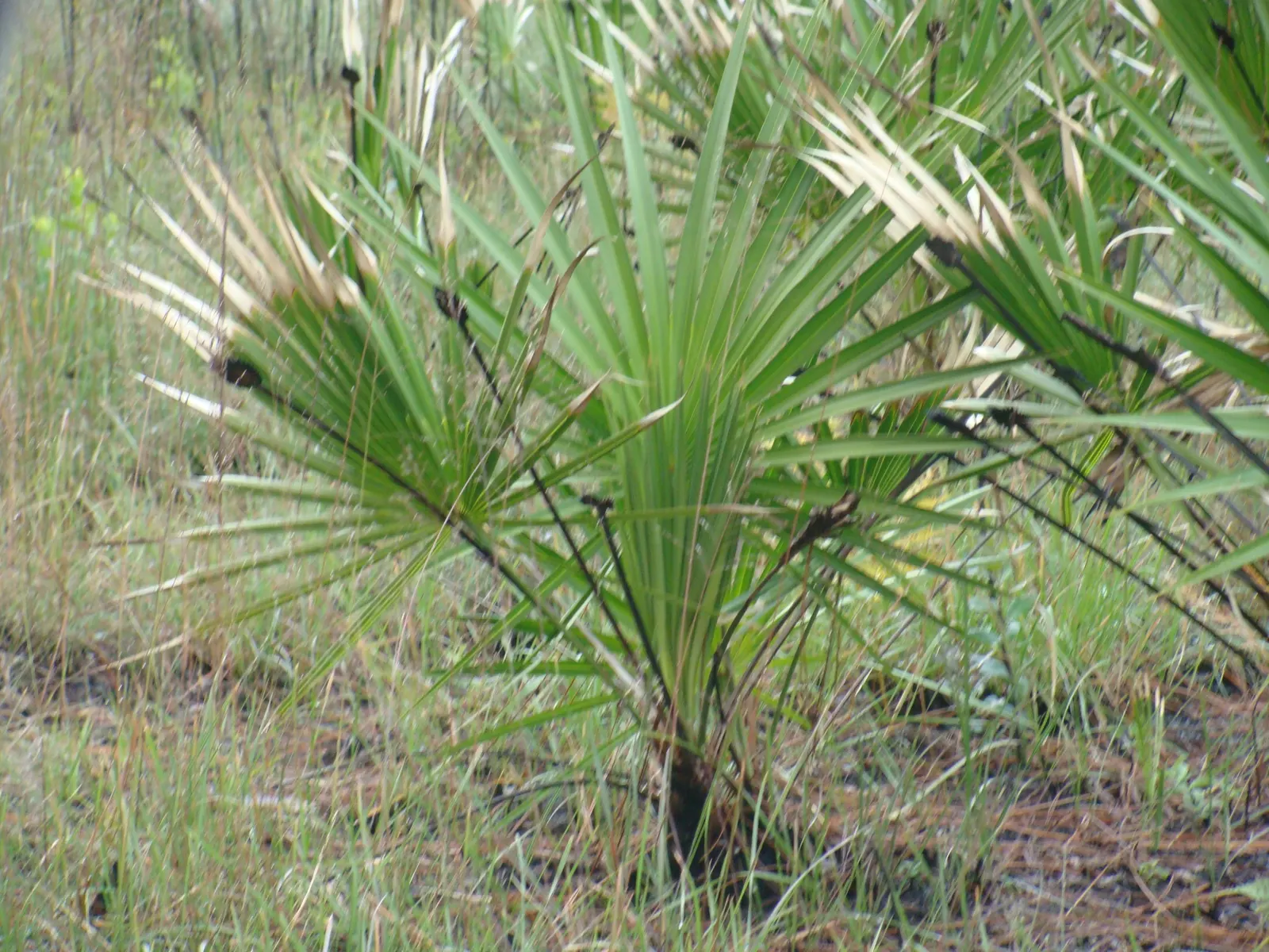 Saw Palmetto (Serenoa Repens 'Silver Form') — Its cold tolerance and ease of maintenance make it a prized choice for diverse landscape designs, image 47