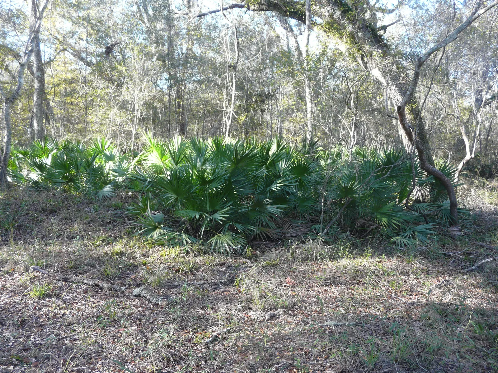 Saw Palmetto (Serenoa Repens 'Silver Form') — This plant also offers ecological value
