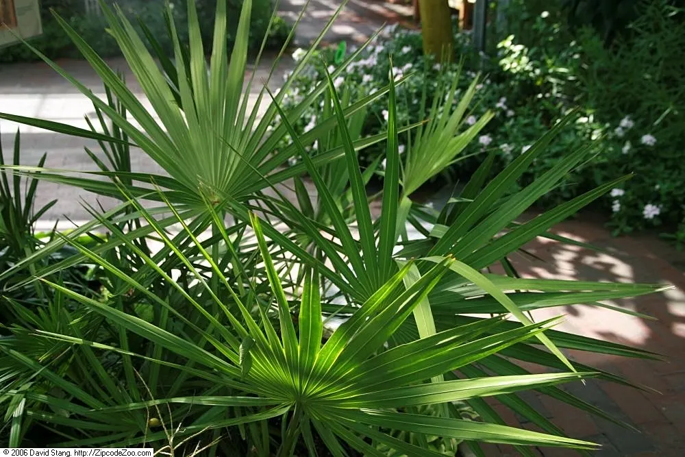 Saw Palmetto (Serenoa Repens 'Silver Form') — The 'Silver Form' thrives in USDA hardiness zones 8 through 11 and prefers full sun to partial shade exposures