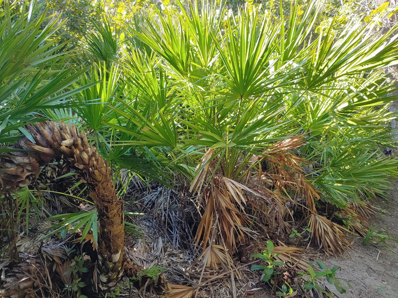 Saw Palmetto (Serenoa Repens 'Silver Form') — Perfect for xeriscaping, it thrives in well-draining soils and full to partial sun, image 67