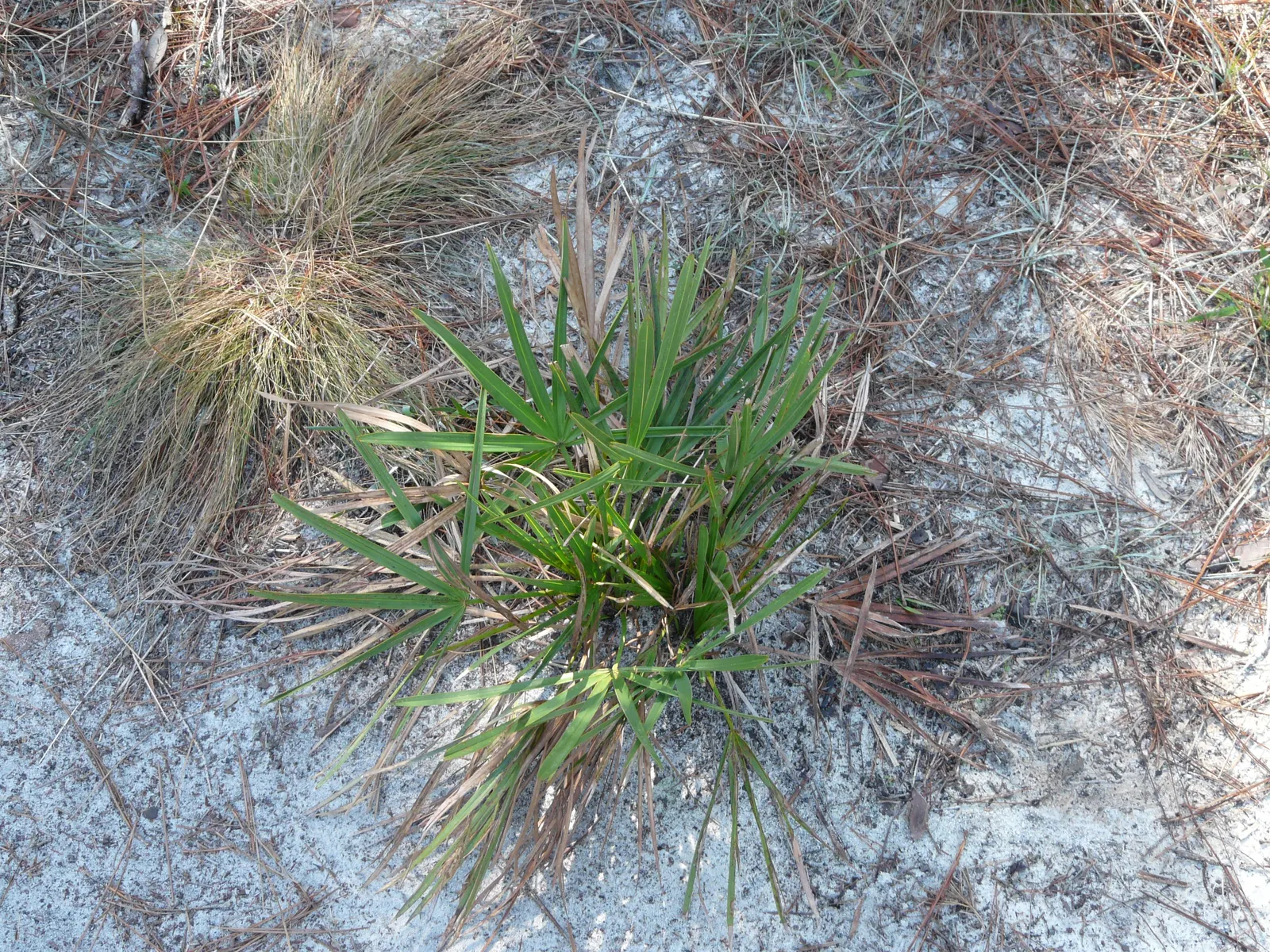 Saw Palmetto (Serenoa Repens 'Silver Form') — including birds and pollinators; which can span up to 2 feet across