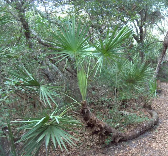Saw Palmetto (Serenoa Repens 'Silver Form') — edged with fine serrations reminiscent of a saw blade