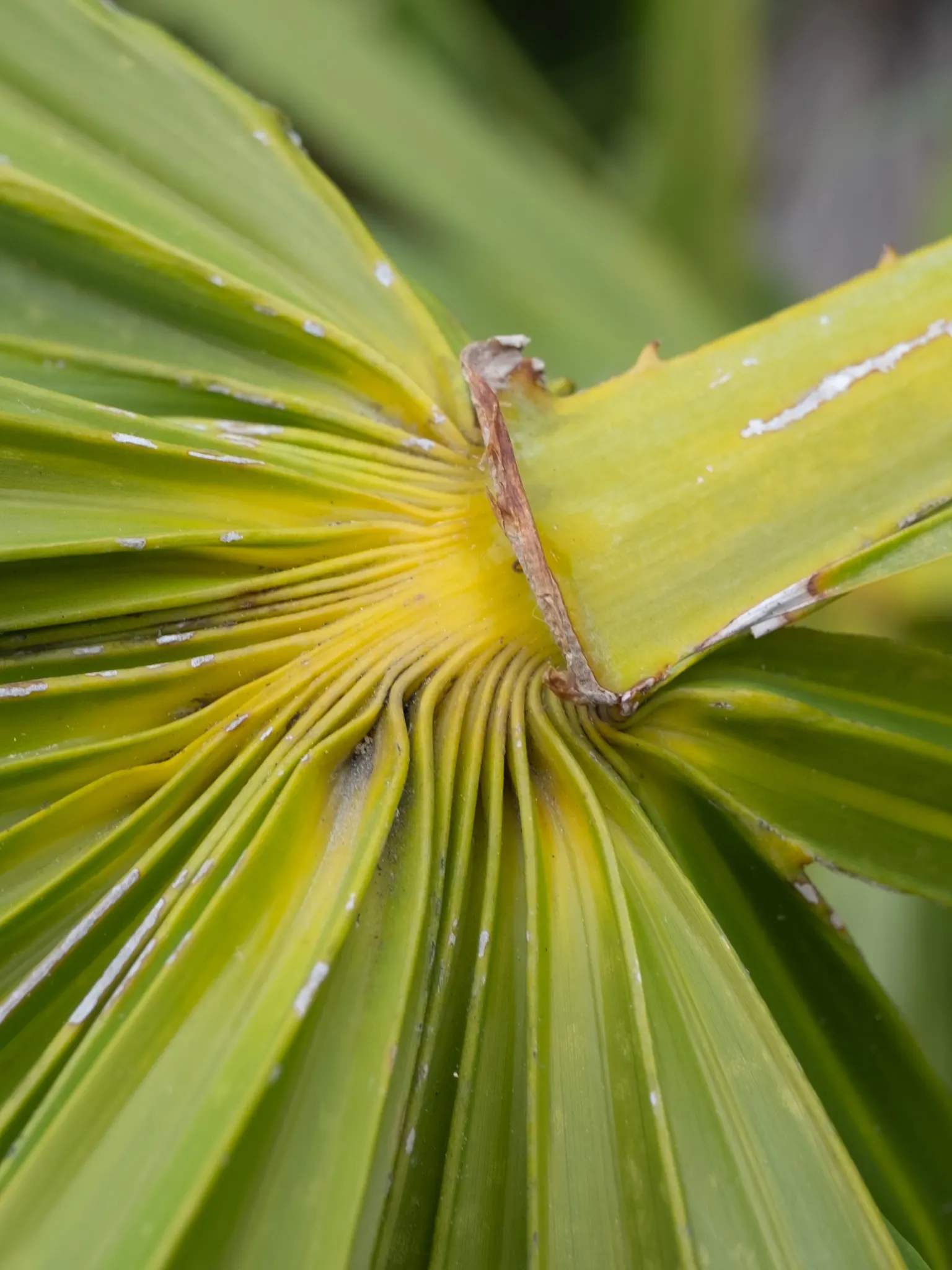 Saw Palmetto (Serenoa Repens 'Silver Form') — This plant also offers ecological value, image 39
