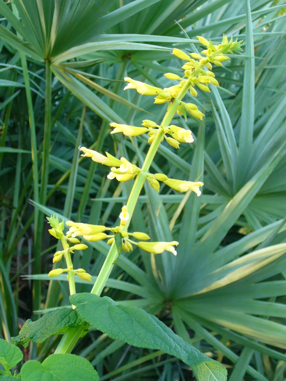 Saw Palmetto (Serenoa Repens 'Silver Form') — This hardy and versatile plant adds a touch of silvery-blue elegance to any landscape design