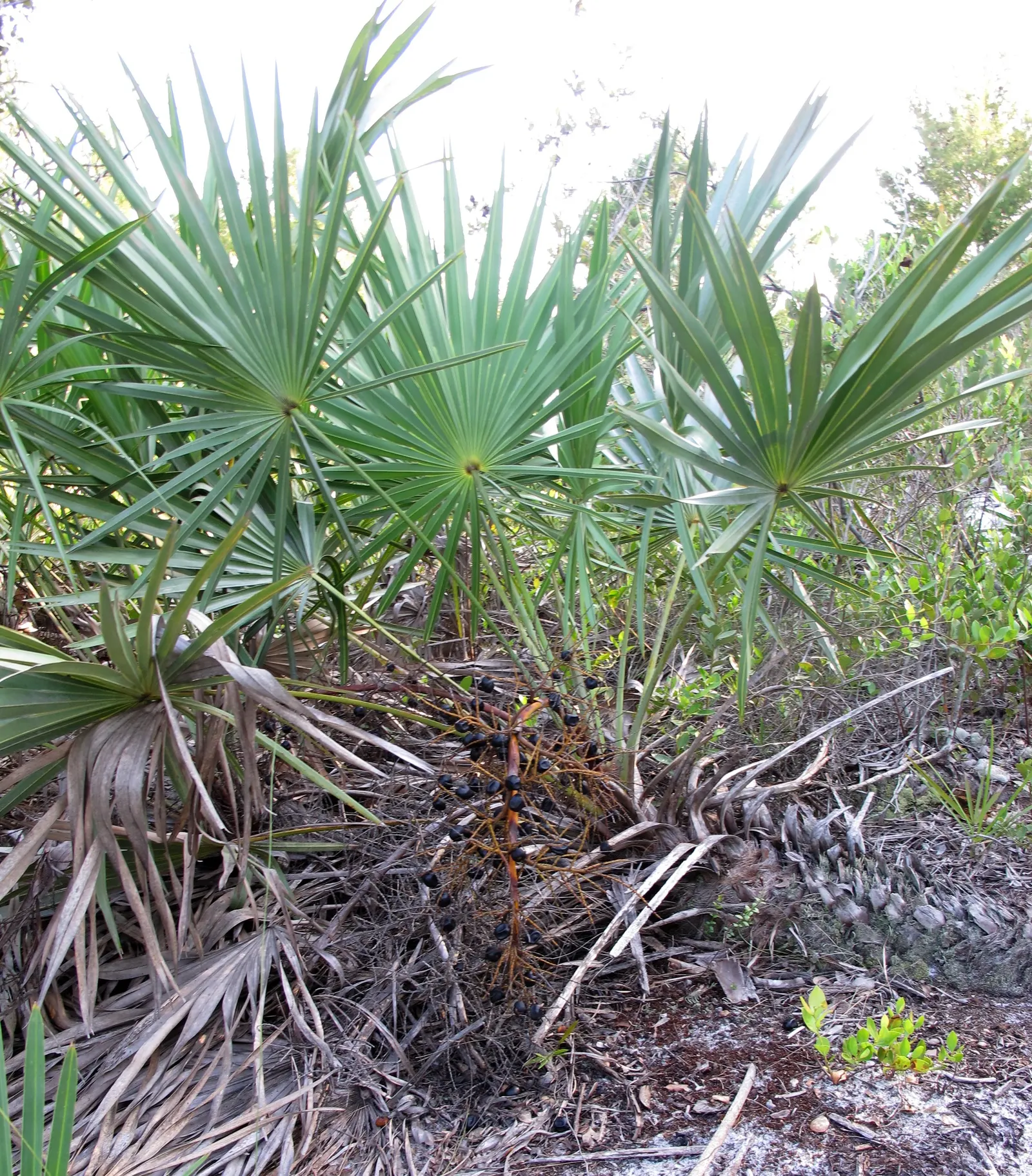 Saw Palmetto (Serenoa Repens 'Silver Form') — Perfect for xeriscaping, it thrives in well-draining soils and full to partial sun, image 25