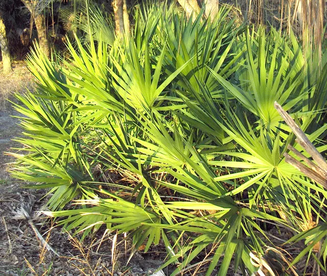 Saw Palmetto (Serenoa Repens 'Silver Form') — A durable native with a clumping habit, it reaches 5-7 feet in height and spread; this plant also, image 66