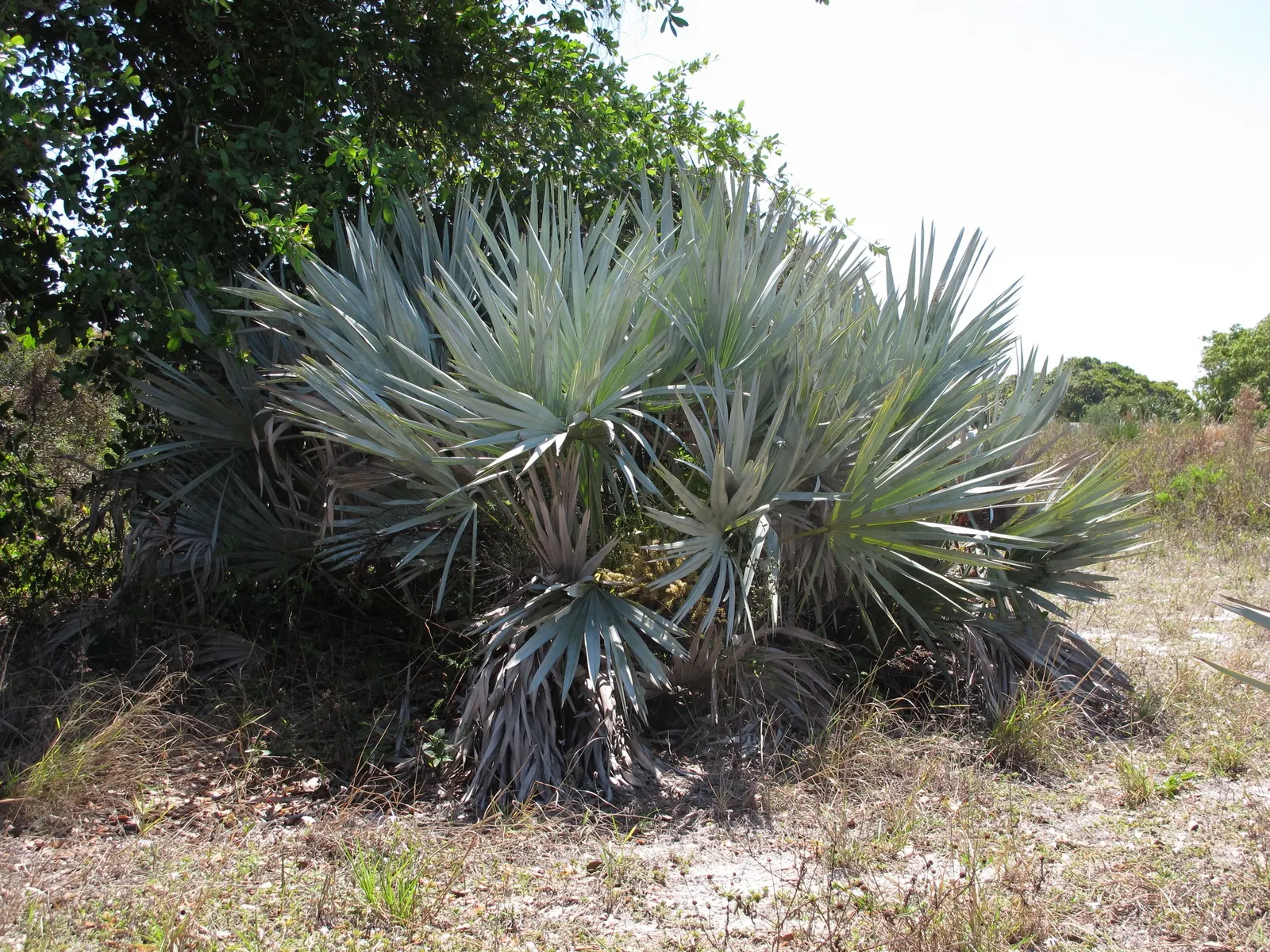 Saw Palmetto (Serenoa Repens 'Silver Form') — it typically reaches an ultimate spread of 5 to 7 feet and a height of 2 to 7 feet; perfect for, image 52