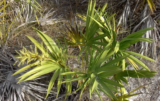 Saw Palmetto (Serenoa Repens 'Silver Form') — Its resistance to pests and diseases further minimizes the need for chemical interventions