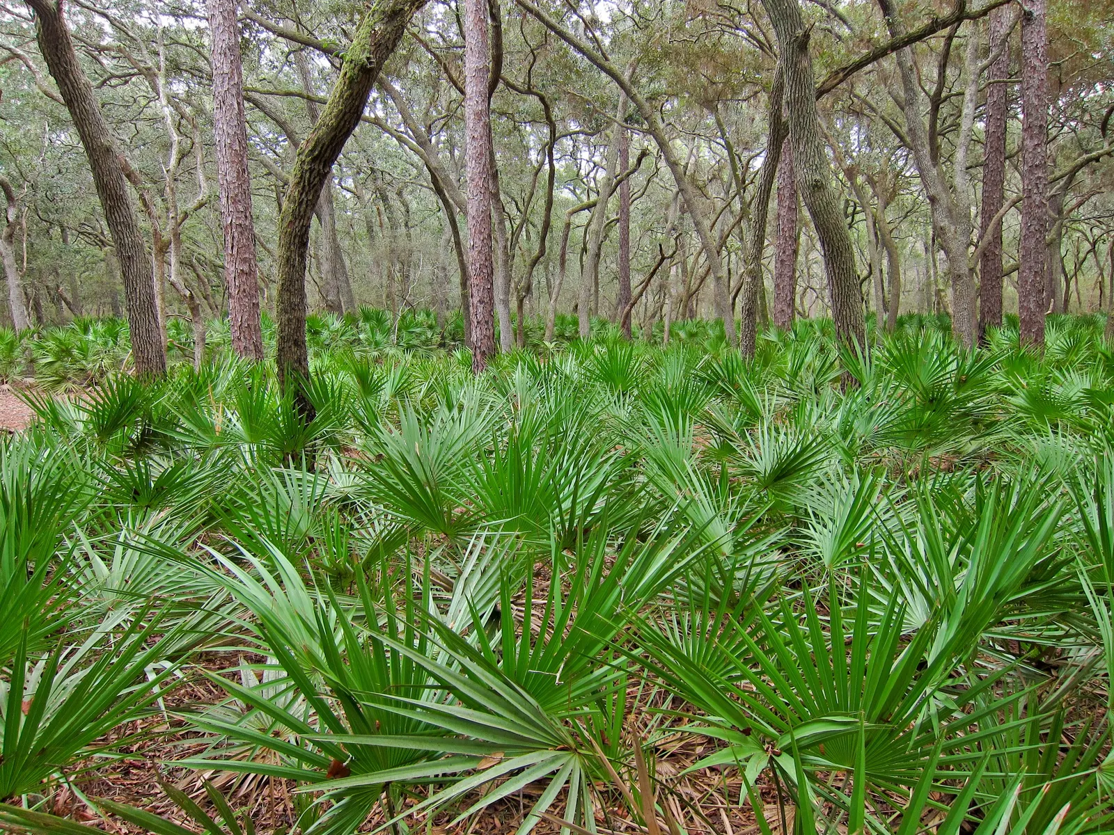 Saw Palmetto (Serenoa Repens 'Silver Form') — the Silver Saw Palmetto is highly salt-tolerant and can withstand moderate droughts once established, image 57