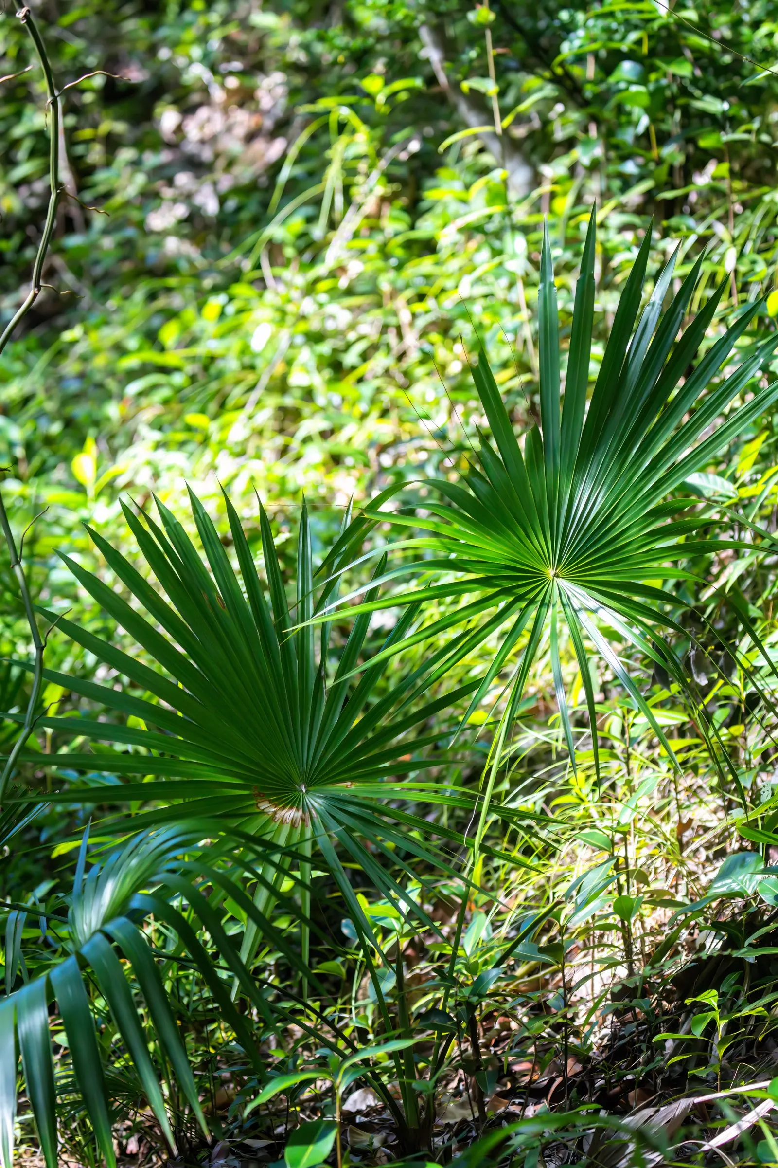 Saw Palmetto (Serenoa Repens 'Silver Form') — providing food and habitat for local wildlife; perfect for xeriscaping, it thrives in well-draining, image 61