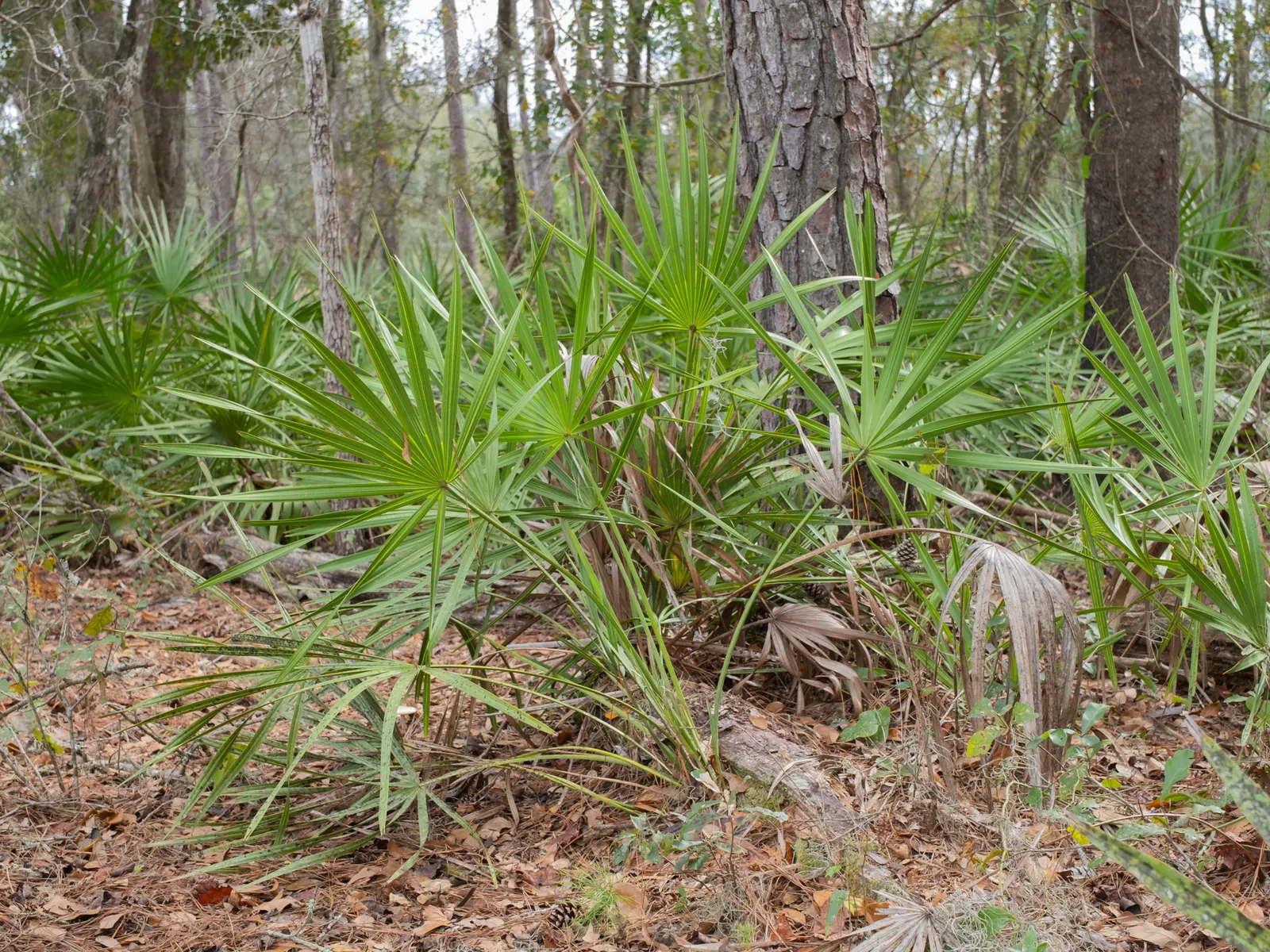 Saw Palmetto (Serenoa Repens 'Silver Form') — This hardy and versatile plant adds a touch of silvery-blue elegance to any landscape design; this plant also