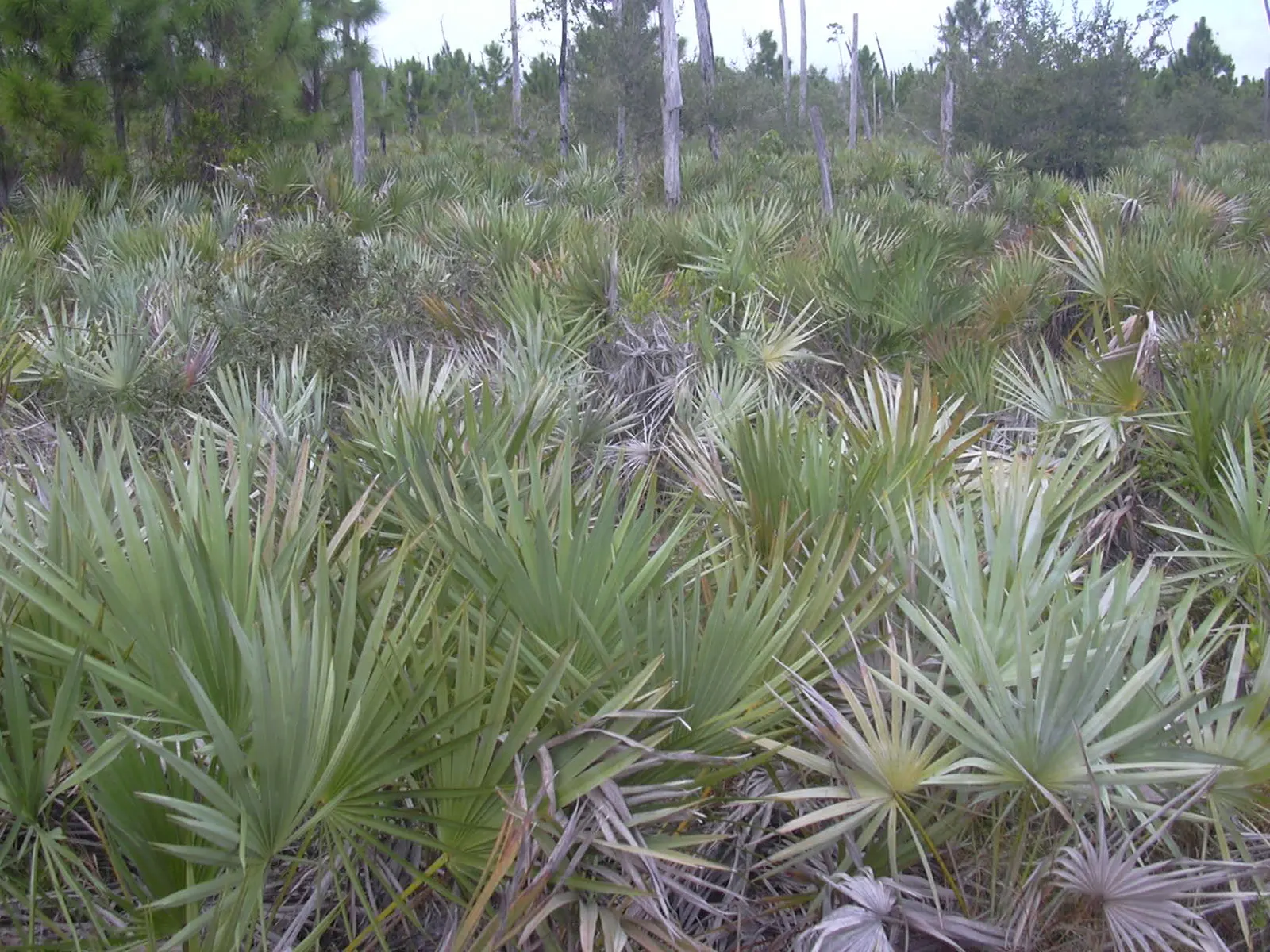 Saw Palmetto (Serenoa Repens 'Silver Form') — A durable native with a clumping habit, it reaches 5-7 feet in height and spread; this plant also, image 45