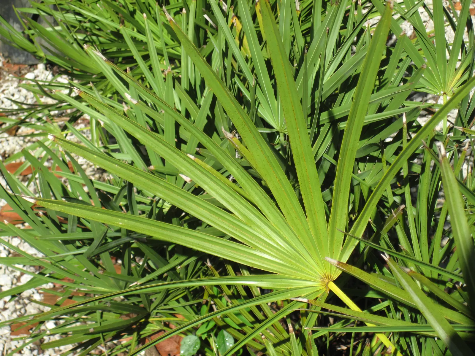 Saw Palmetto (Serenoa Repens 'Silver Form') — palm for full; this plant also offers ecological value, image 63