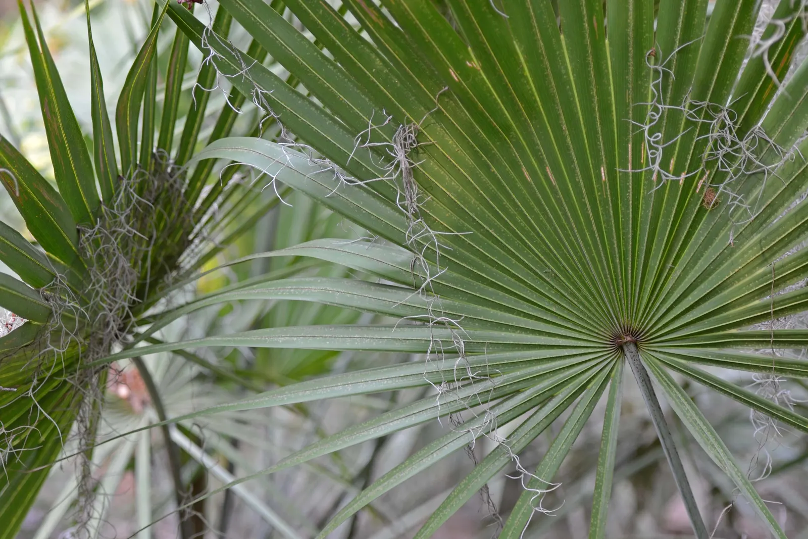 Saw Palmetto (Serenoa Repens 'Silver Form') — Perfect for xeriscaping, it thrives in well-draining soils and full to partial sun