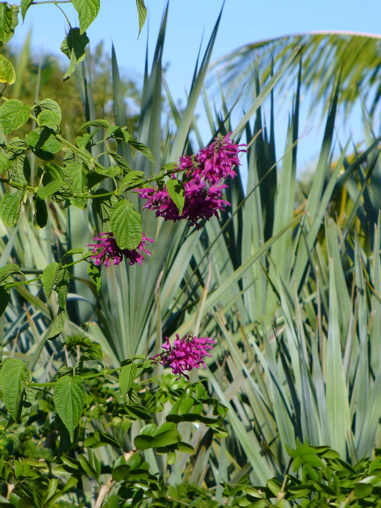 Saw Palmetto (Serenoa Repens 'Silver Form') — which can span up to 2 feet across
