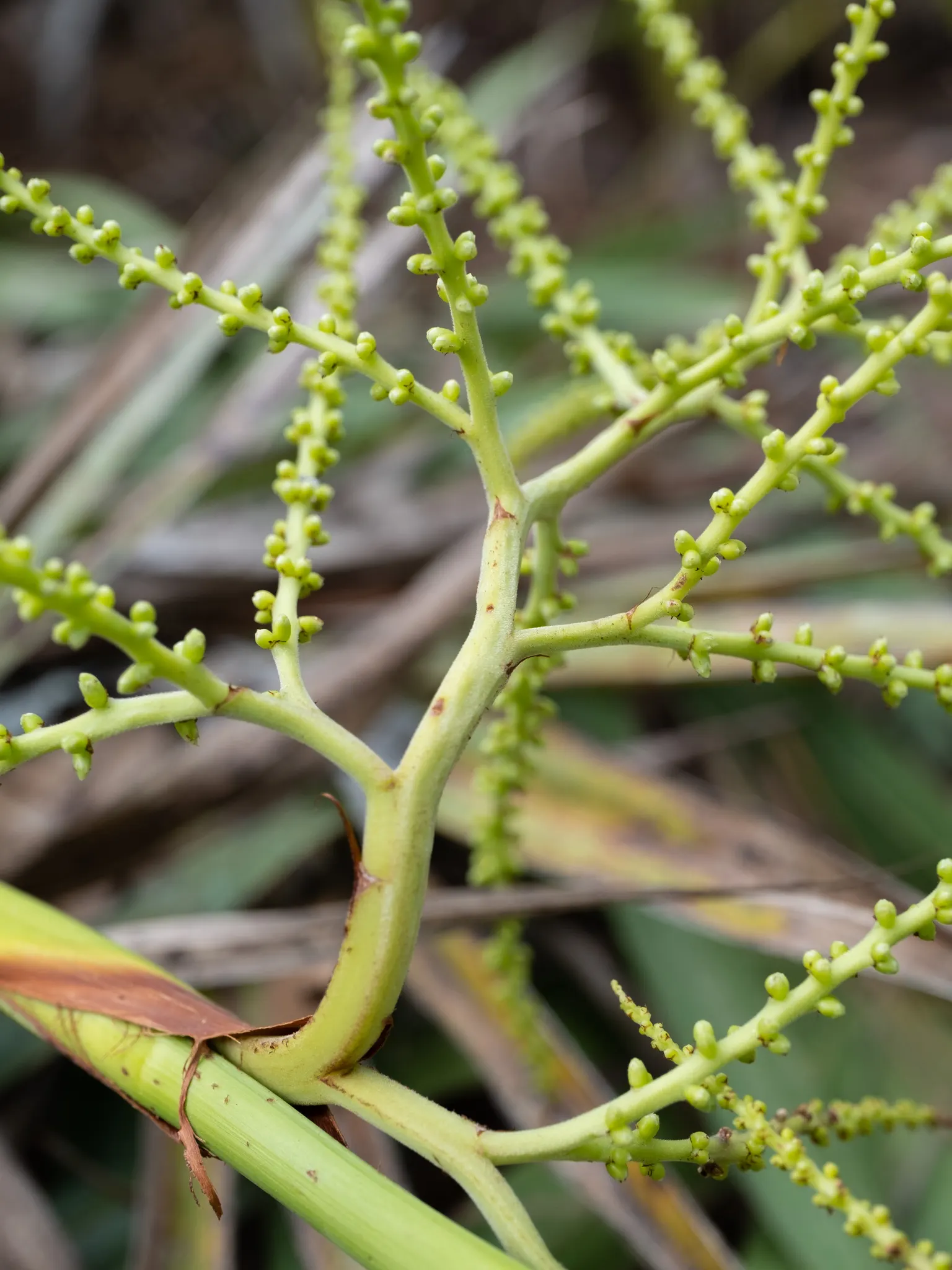 Saw Palmetto (Serenoa Repens 'Silver Form') — it typically reaches an ultimate spread of 5 to 7 feet and a height of 2 to 7 feet