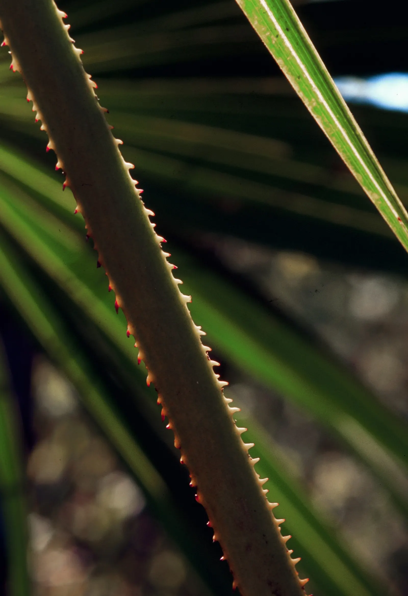 Saw Palmetto (Serenoa Repens 'Silver Form') — A durable native with a clumping habit, it reaches 5-7 feet in height and spread