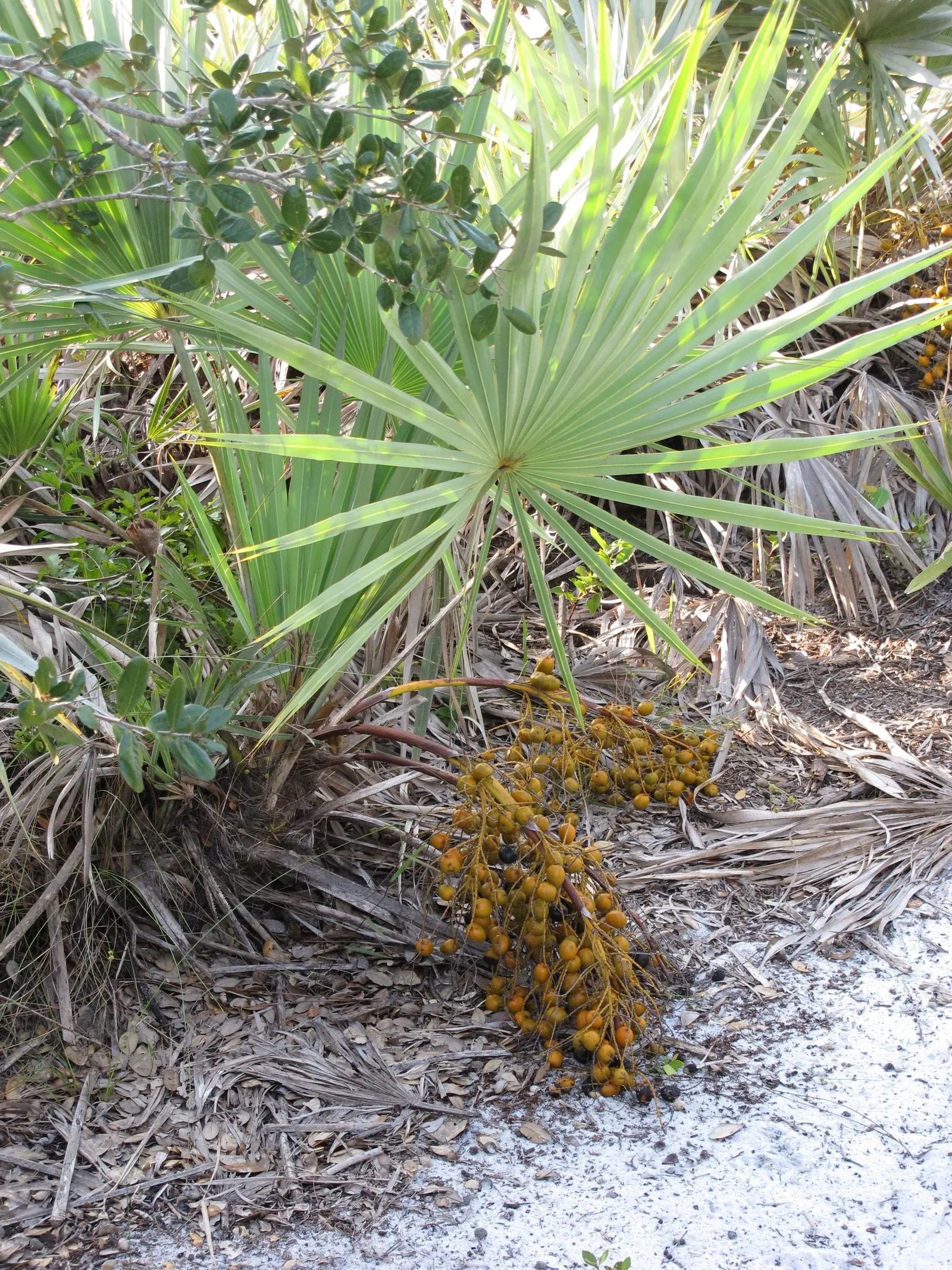 Saw Palmetto (Serenoa Repens 'Silver Form') — contributes both to the plant's aesthetic and its common name; perfect for xeriscaping, it thrives in