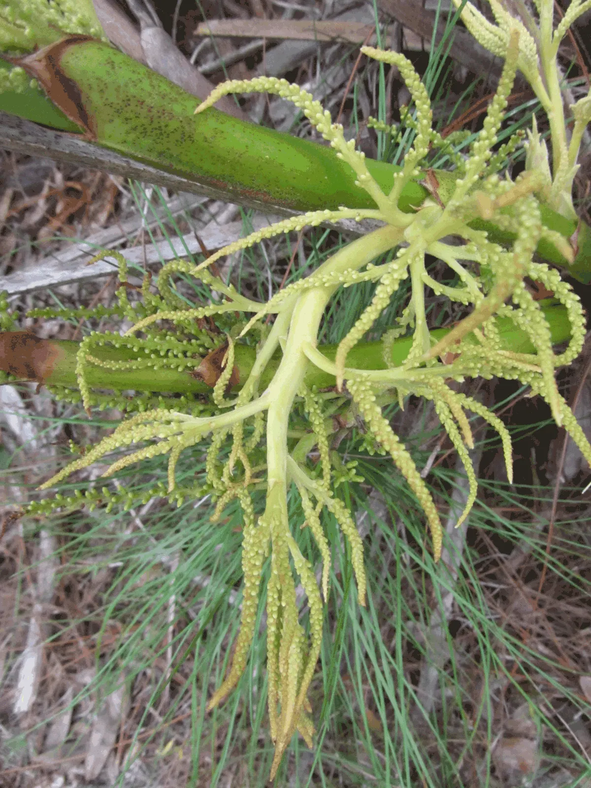 Saw Palmetto (Serenoa Repens 'Silver Form') — commonly called the Silver Saw Palmetto; perfect for xeriscaping, it thrives in well-draining soils, image 43