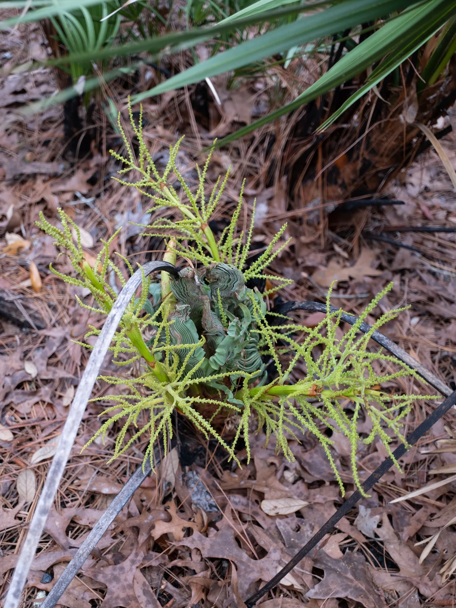 Saw Palmetto (Serenoa Repens 'Silver Form') — Blooms attract pollinators and wildlife; this plant also offers ecological value