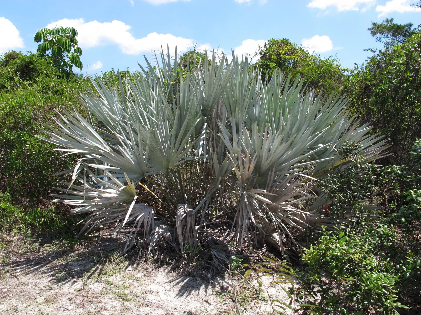 Saw Palmetto (Serenoa Repens 'Silver Form') — palm for full; this plant also offers ecological value