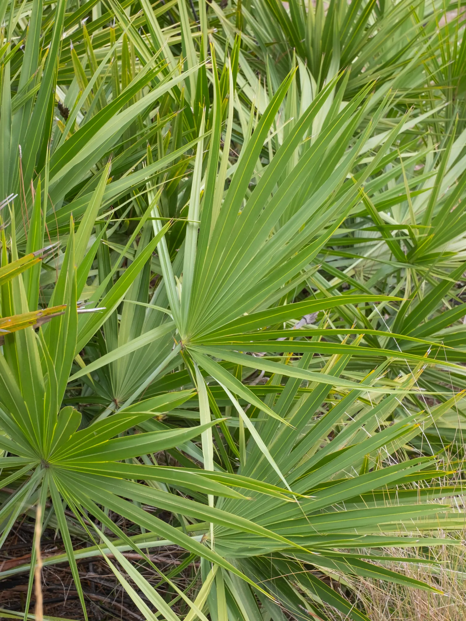 Saw Palmetto (Serenoa Repens 'Silver Form') — providing food and habitat for local wildlife
