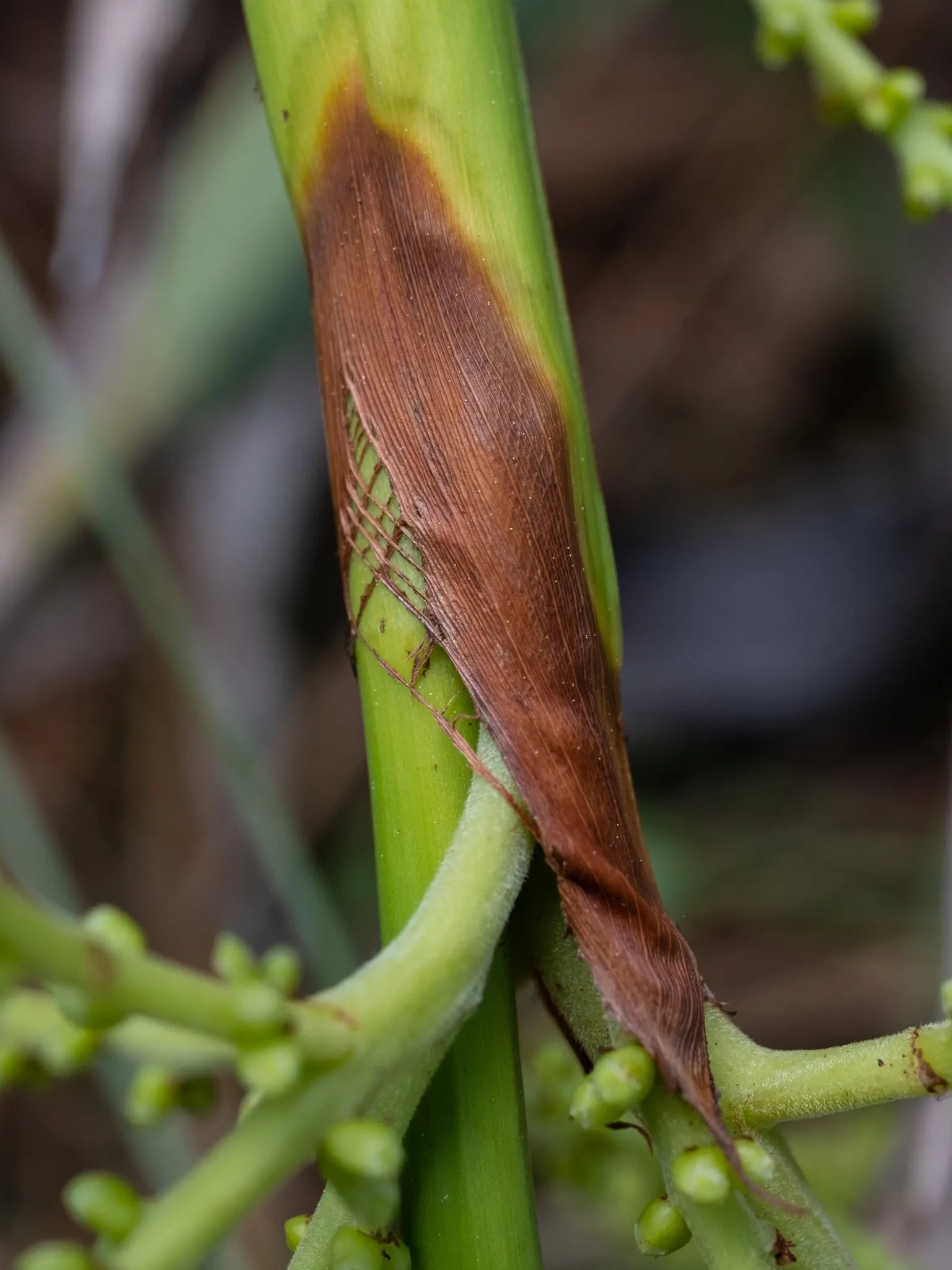 Saw Palmetto (Serenoa Repens 'Silver Form') — making it a low-maintenance choice for the eco-conscious gardener