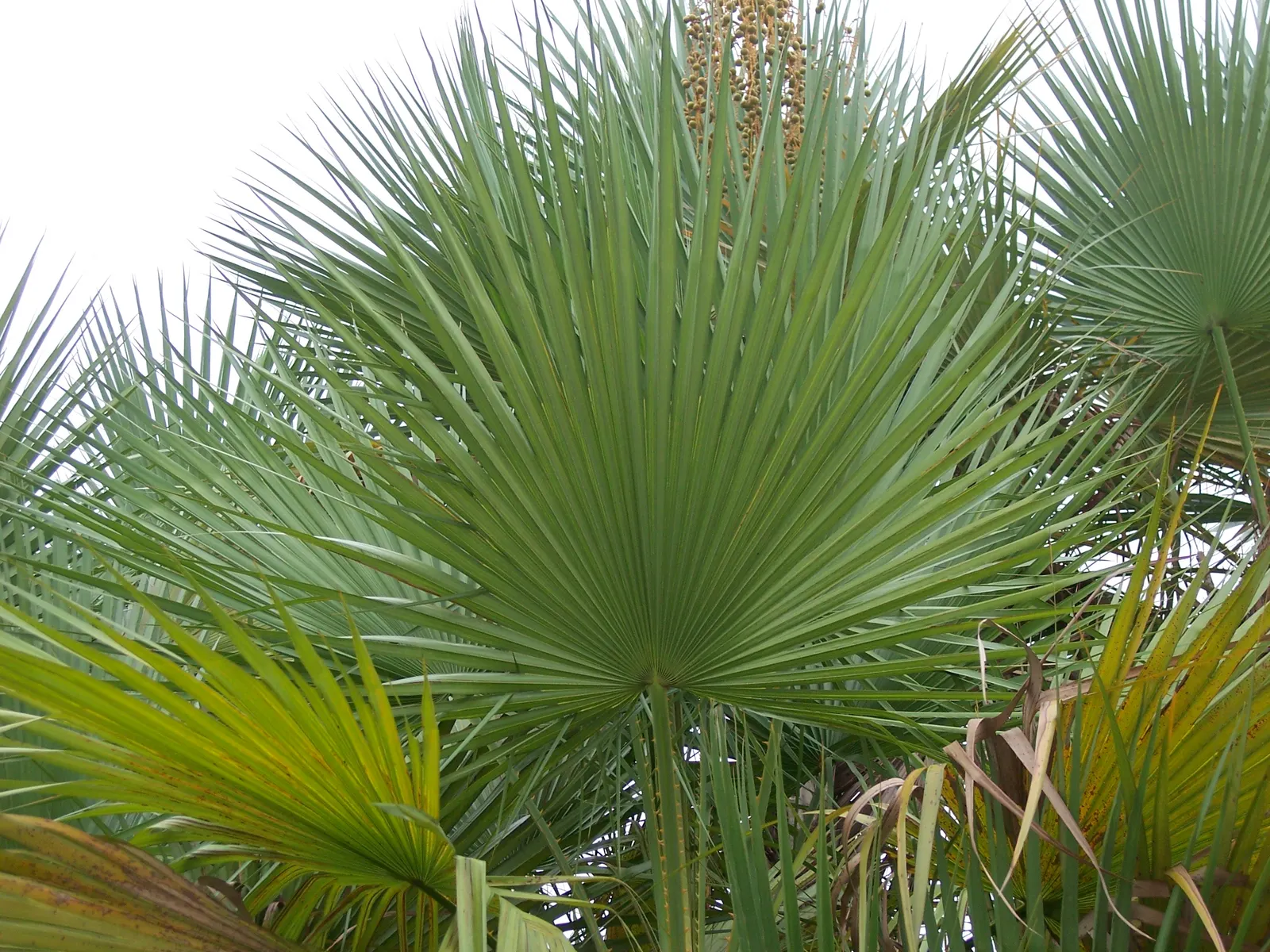 Saw Palmetto (Serenoa Repens 'Silver Form') — dwarf palm featuring distinctive silvery-blue foliage; which can span up to 2 feet across
