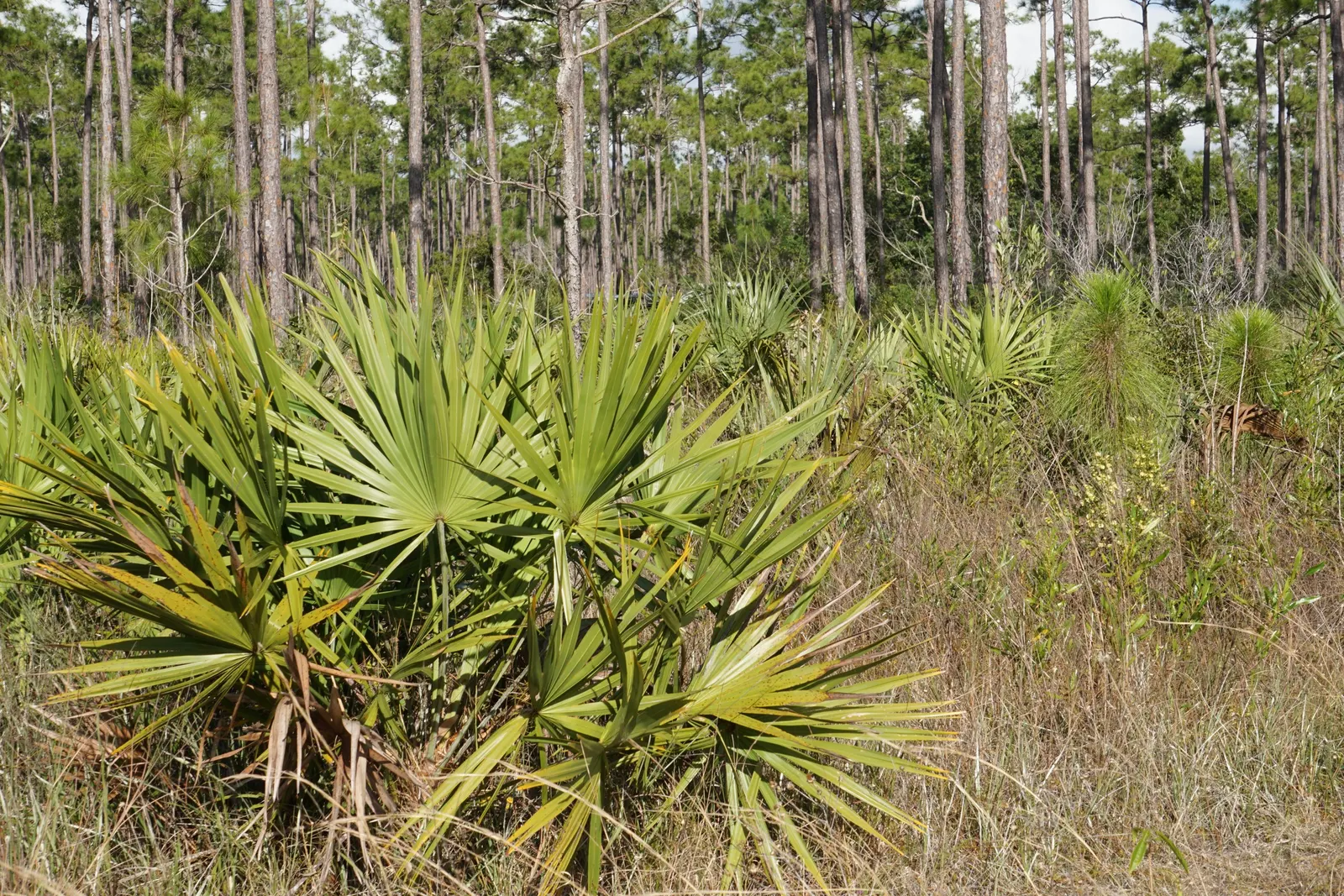 Saw Palmetto (Serenoa Repens 'Silver Form') — including birds and pollinators; which can span up to 2 feet across, image 62