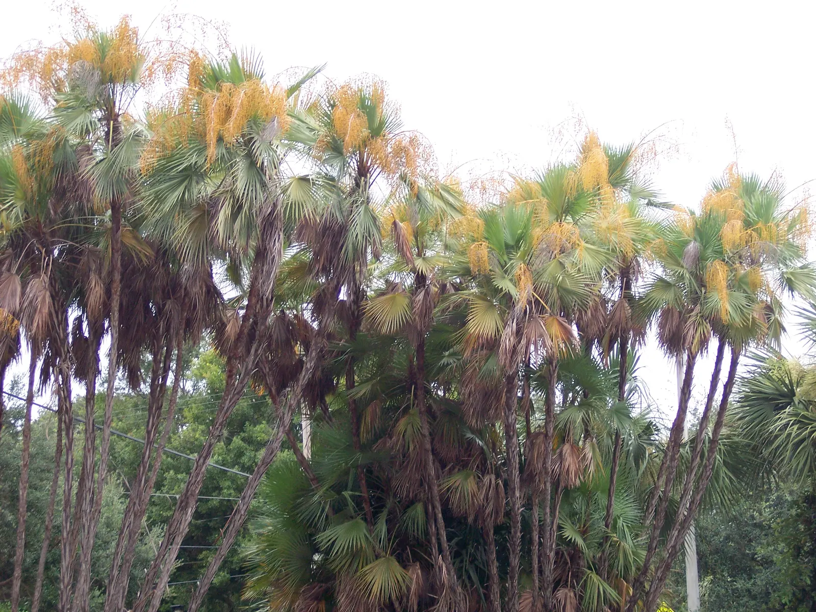 Saw Palmetto (Serenoa Repens 'Silver Form') — A durable native with a clumping habit, it reaches 5-7 feet in height and spread; this plant also offers