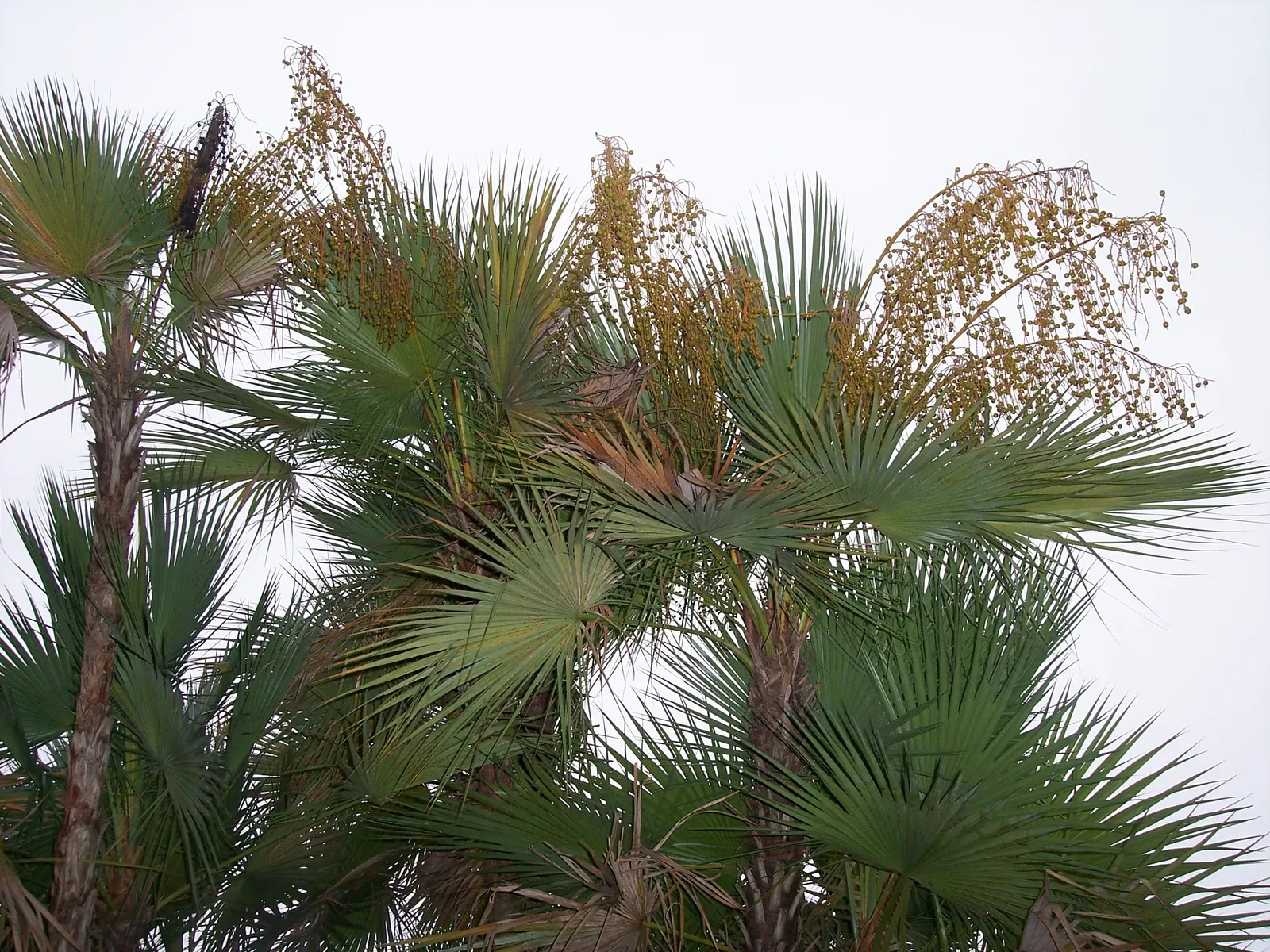 Saw Palmetto (Serenoa Repens 'Silver Form') — dwarf palm featuring distinctive silvery-blue foliage