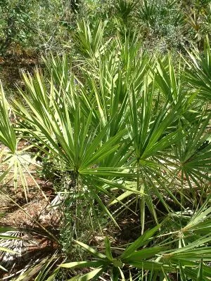 Saw Palmetto (Serenoa Repens 'Silver Form') — The 'Silver Form' thrives in USDA hardiness zones 8 through 11 and prefers full sun to partial shade, image 35