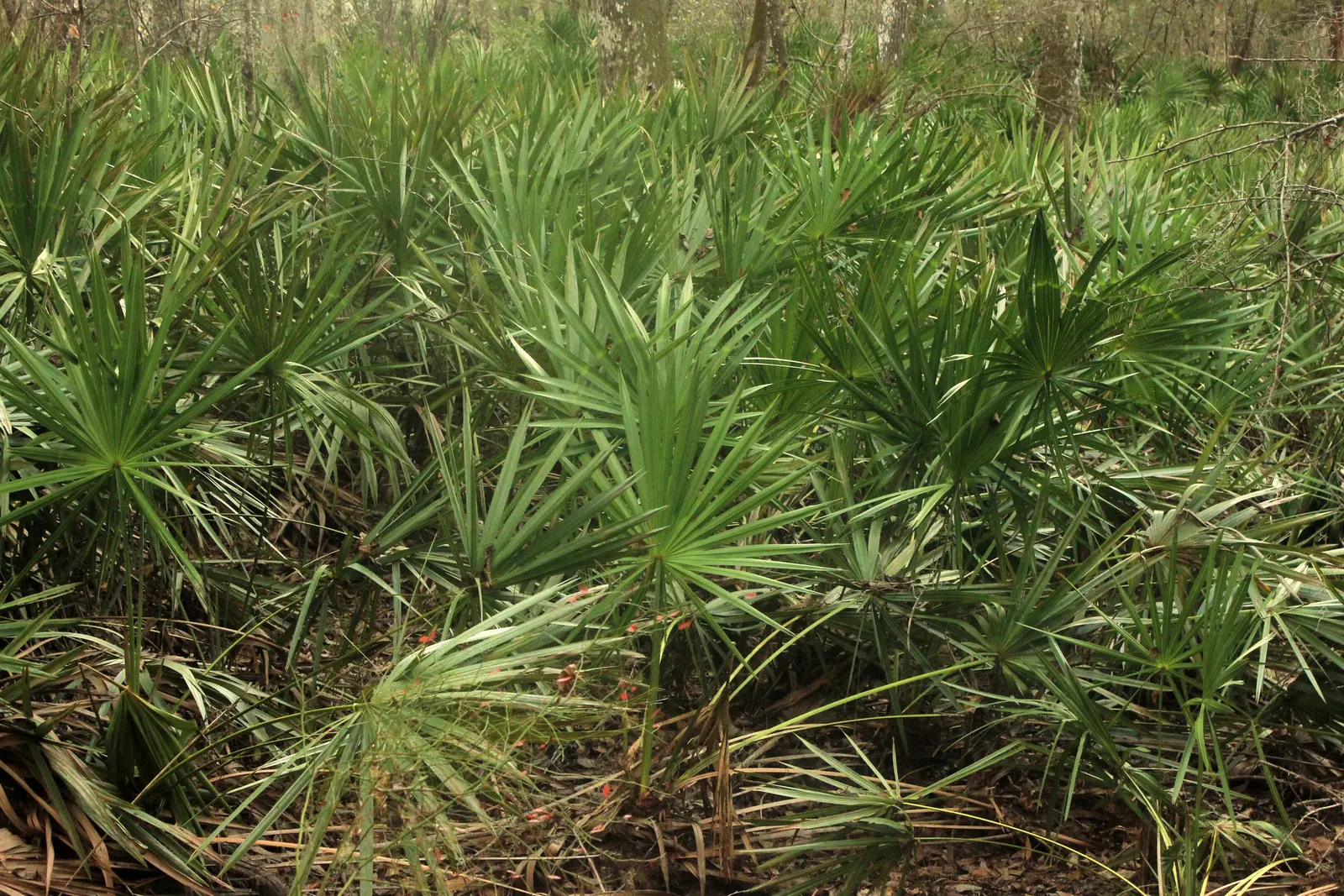 Saw Palmetto (Serenoa Repens 'Silver Form') — Blooms attract pollinators and wildlife