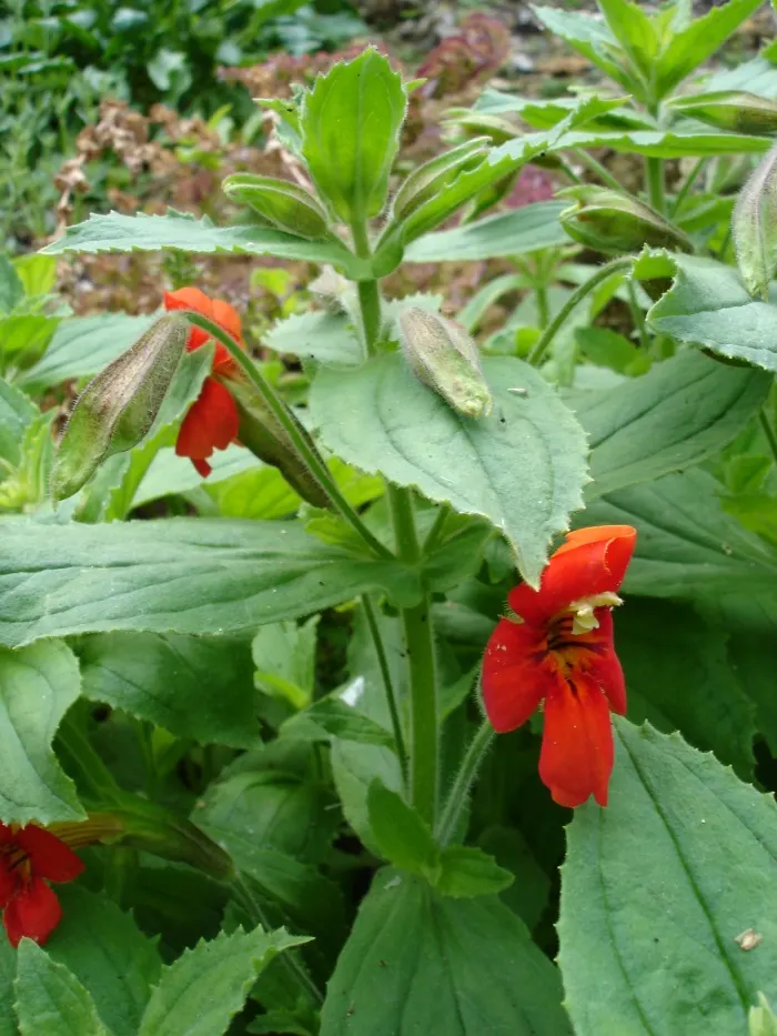 Scarlet Monkey Flower (Mimulus Cardinalis) — providing dramatic flair alongside water features or in rain gardens