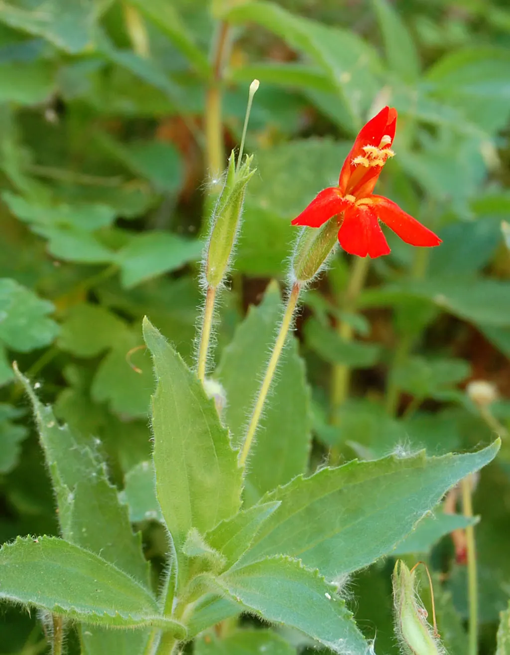 Scarlet Monkey Flower (Mimulus Cardinalis) — flaunting fiery red tubular blossoms ideal for adding a splash of color to partial shade or sunny spots