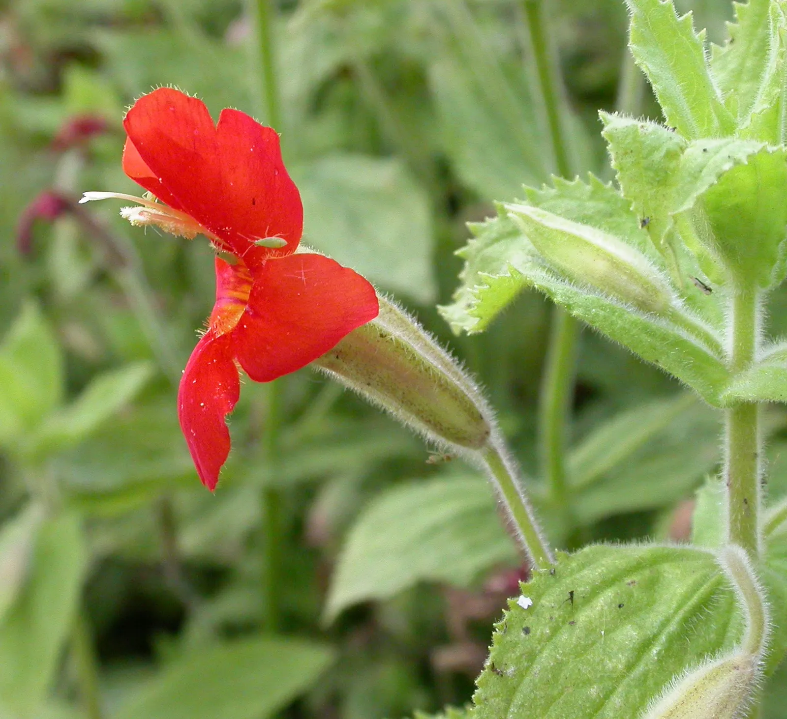 Scarlet Monkey Flower (Mimulus Cardinalis) — Scarlet Monkey Flower (Mimulus cardinalis) is a vibrant perennial
