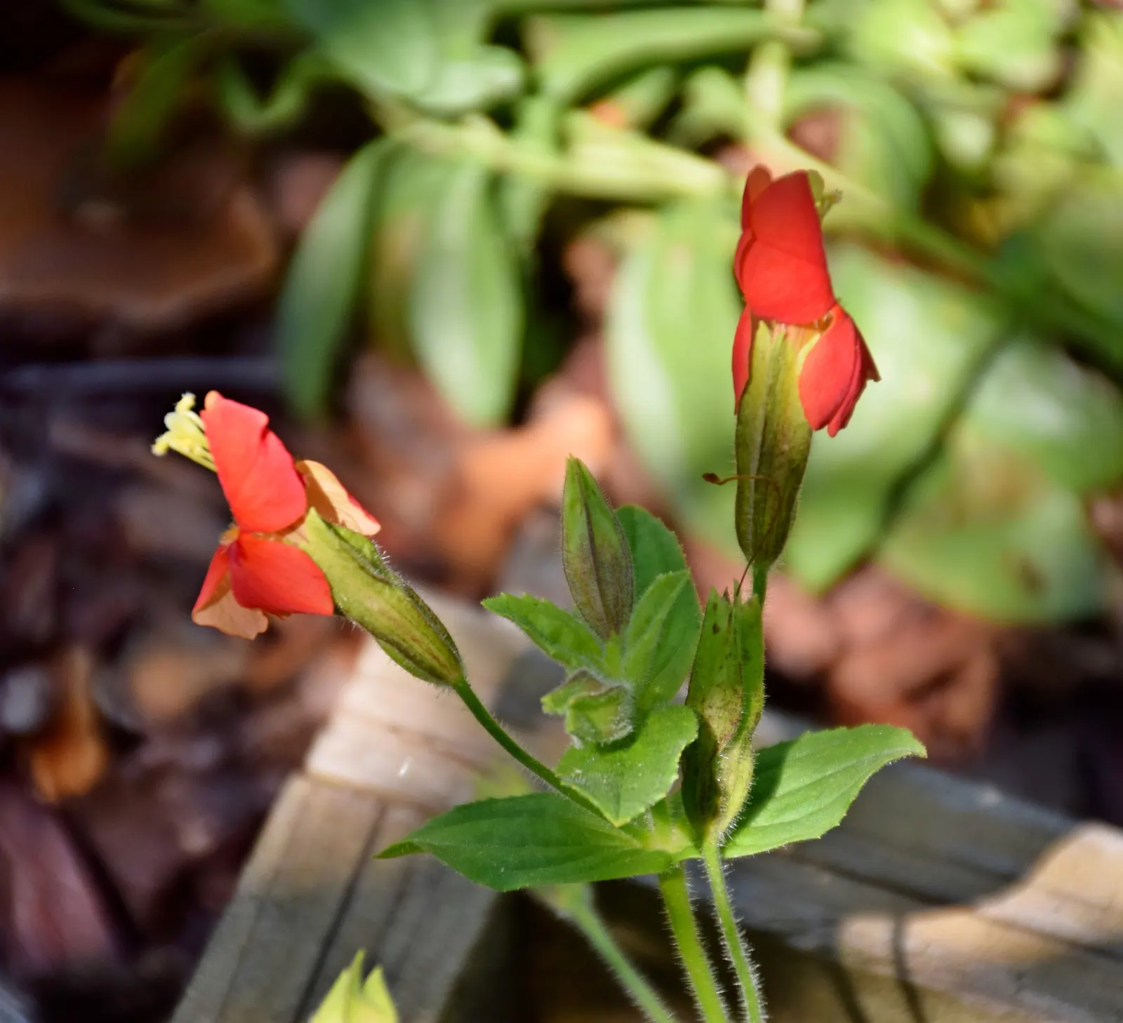 Scarlet Monkey Flower (Mimulus Cardinalis) — It thrives in wet environments, reaching 1-2 feet in height and width