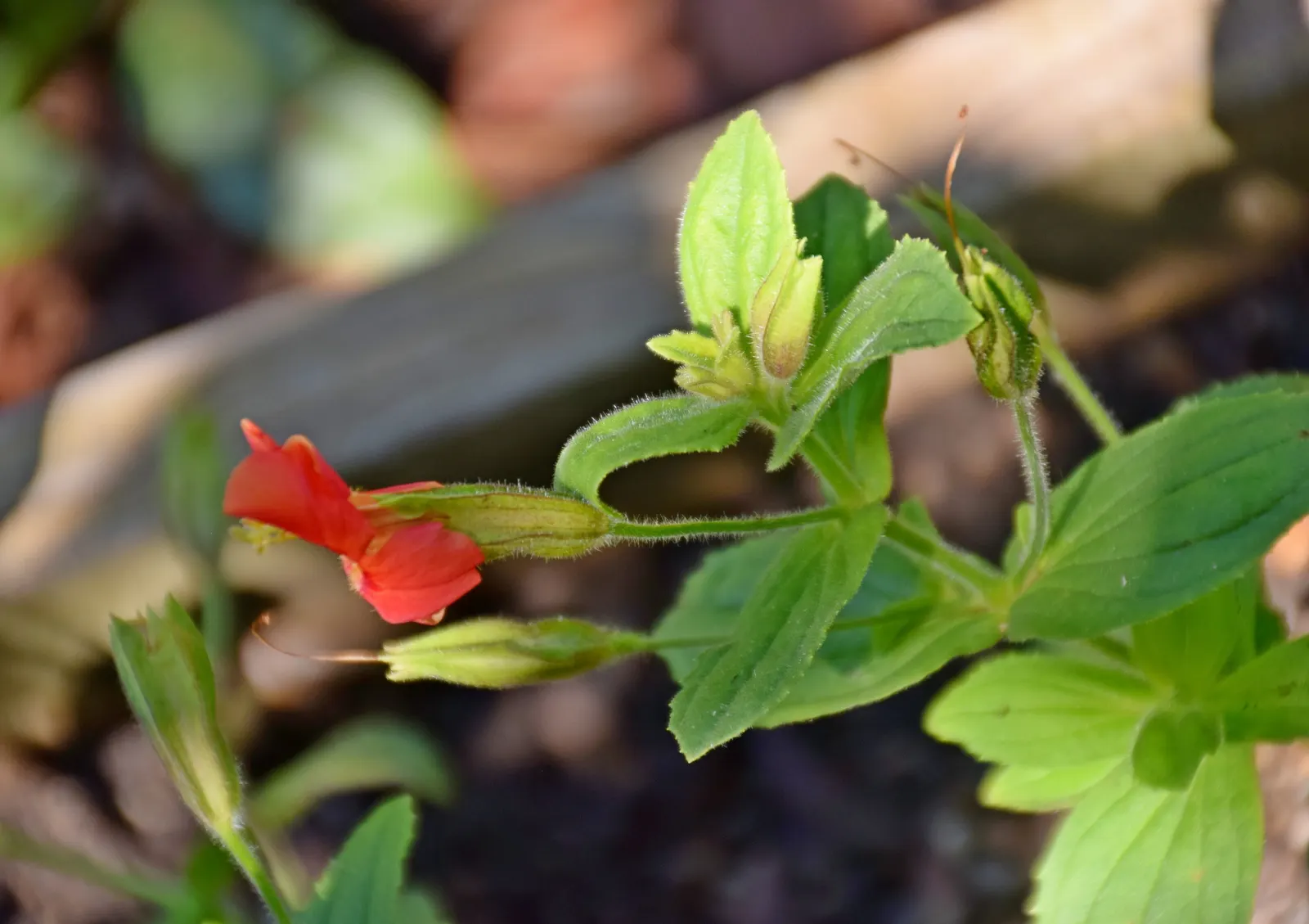 Scarlet Monkey Flower (Mimulus Cardinalis) — This hummingbird favorite is native to California and Oregon