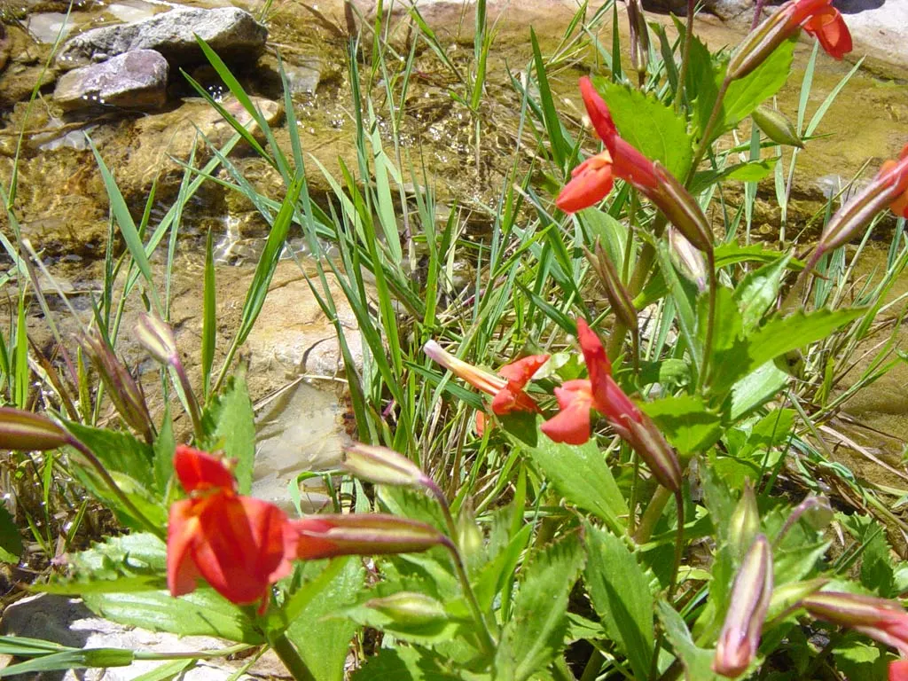 Scarlet Monkey Flower (Mimulus Cardinalis) — and requires maintenance for optimal showiness