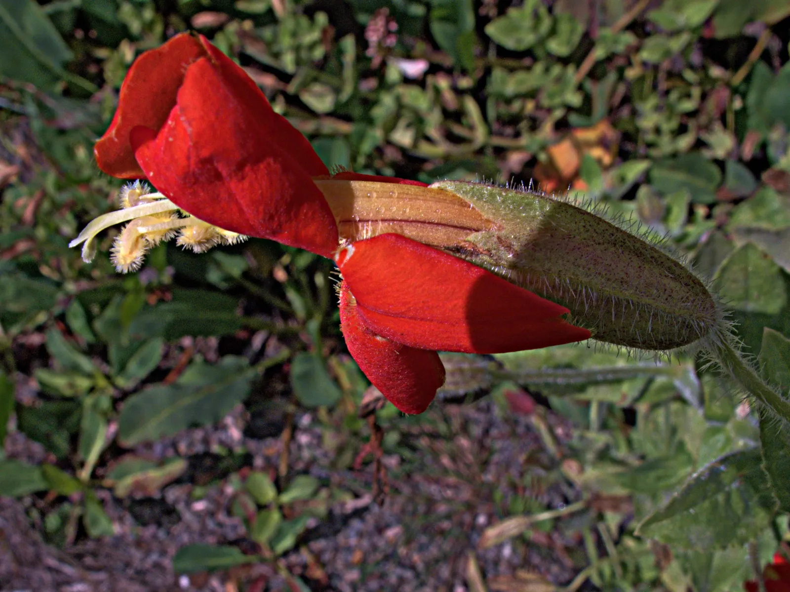 Scarlet Monkey Flower (Mimulus Cardinalis) — This native North American plant typically flourishes in USDA Hardiness Zones 6 through 9