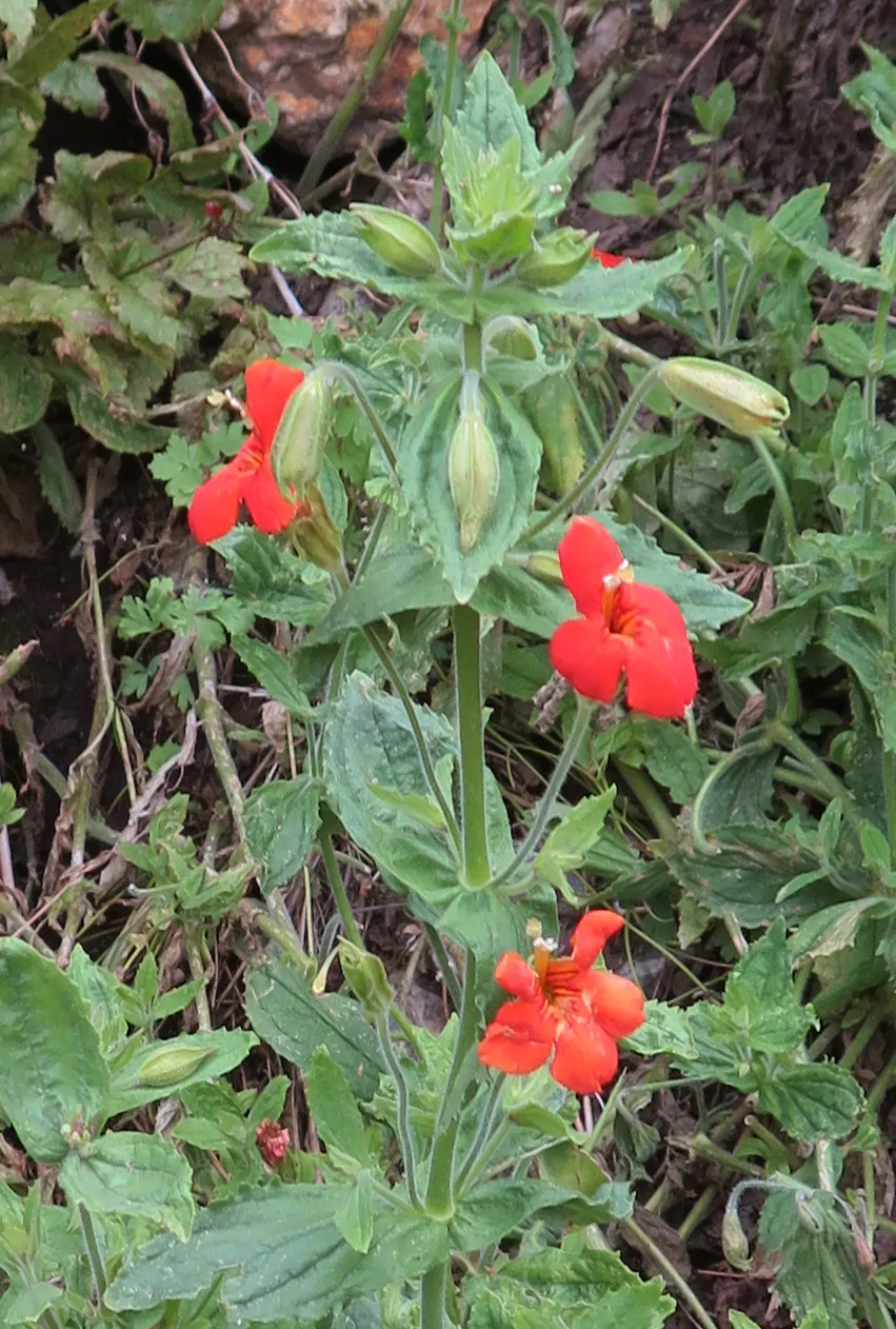 Scarlet Monkey Flower (Mimulus Cardinalis) — scientifically known as Mimulus cardinalis