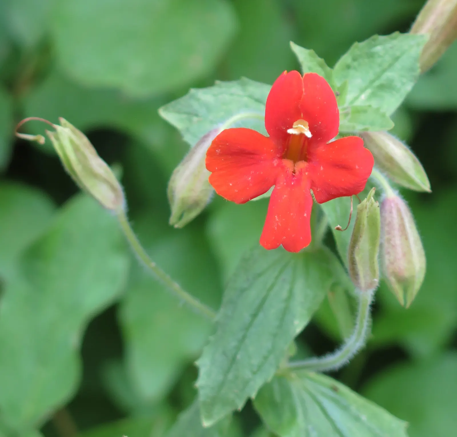 Scarlet Monkey Flower (Mimulus Cardinalis) — is a vibrant and eye-catching perennial that can add a splash of brilliant red to any garden landscape
