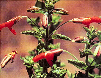 Scarlet Monkey Flower (Mimulus Cardinalis) — making it an ideal addition to water features