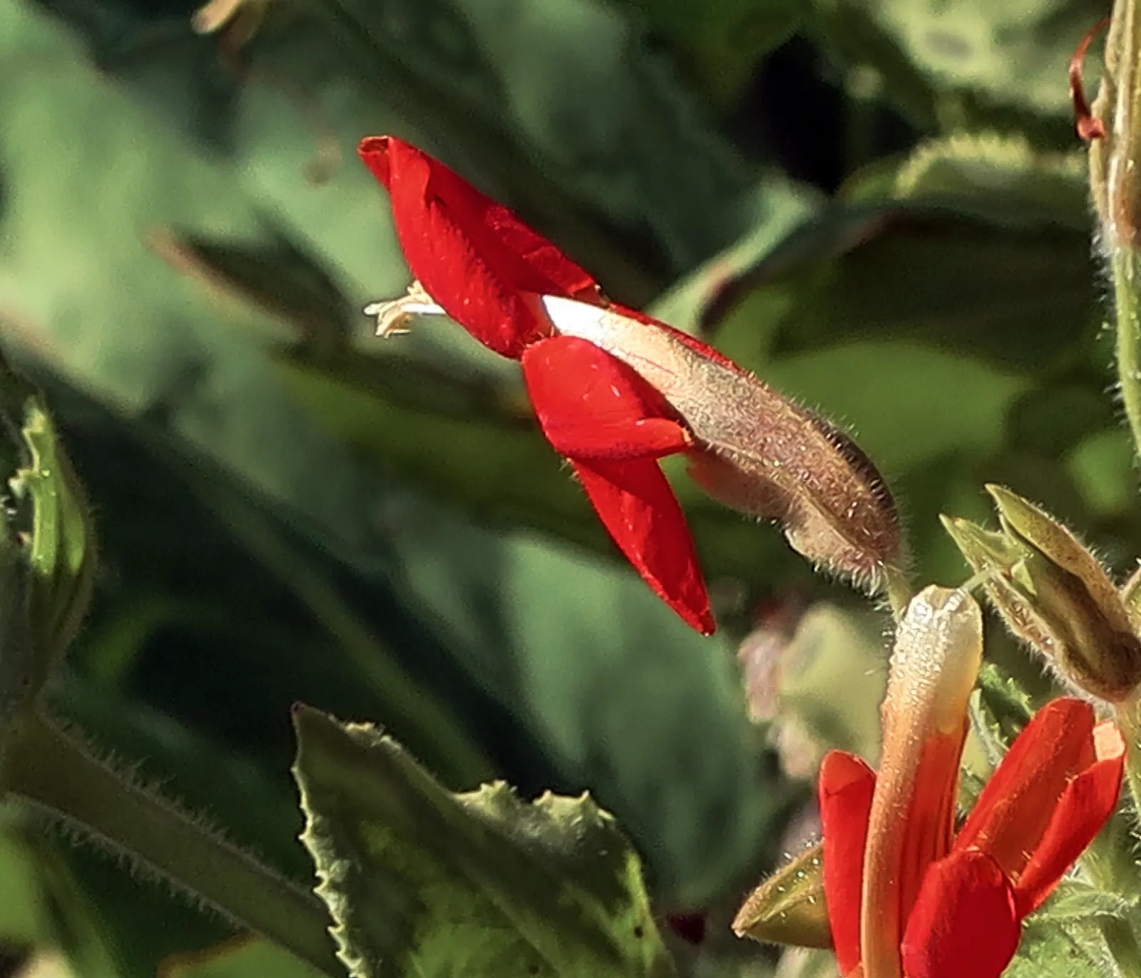 Scarlet Monkey Flower (Mimulus Cardinalis) — A key feature of this plant is its affinity for wet environments