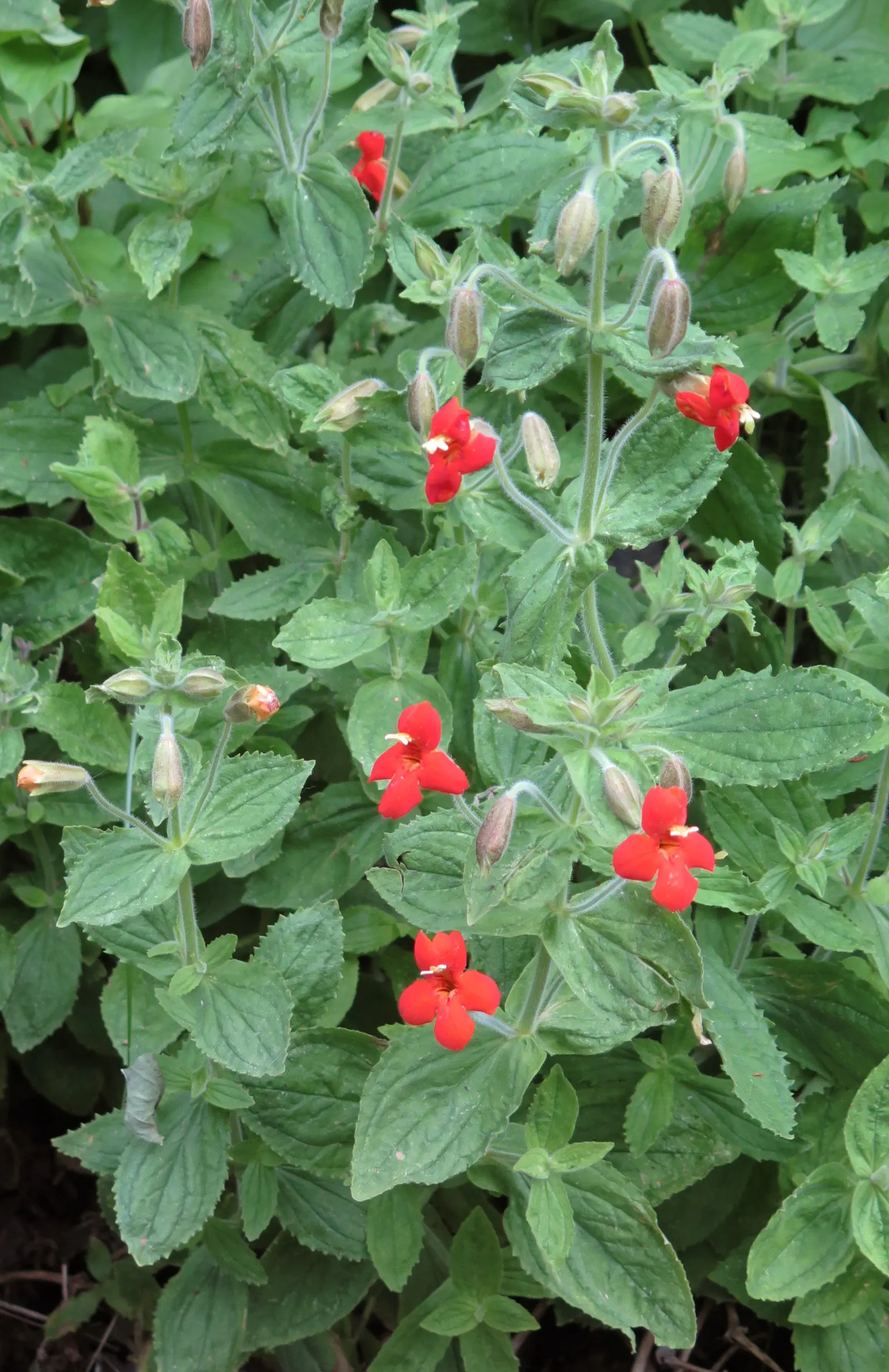 Scarlet Monkey Flower (Mimulus Cardinalis) — tolerating a wide temperature range.<br><br>Mimulus cardinalis thrives in partial to full sunlight