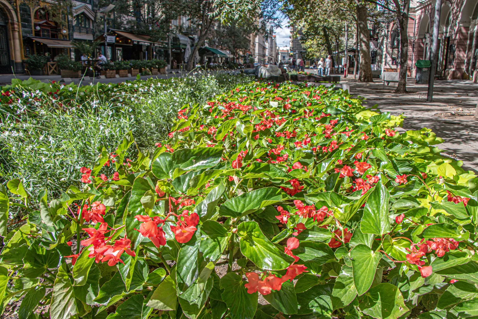 Dragon Wing® Red Bronze Leaf (Begonia interspecific) — glossy green leaves beneath clusters of radiant red flowers